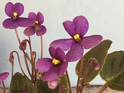 African Violet - Little Cesar - Click Image to Close